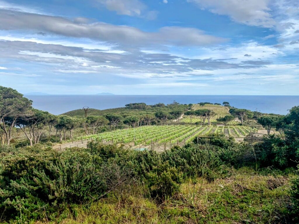 Elba.Life - Wine tour in the Elban wine cellars 🍷🍇 the best food and wine experiences on the Island of Elba