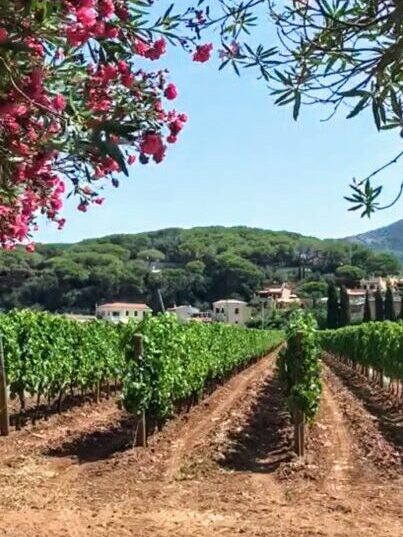 Elba.Life - Wine tour in the Elban wine cellars 🍷🍇 the best food and wine experiences on the Island of Elba
