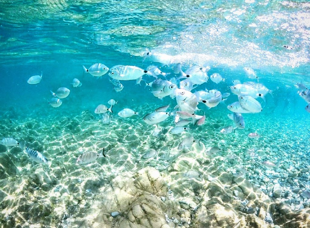 Elba.Life - Snorkeling 🤿🐠 #5 posti imperdibili all'Elba